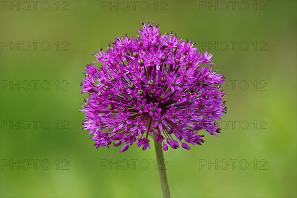 Allium aflatunense (Allium aflatunense)