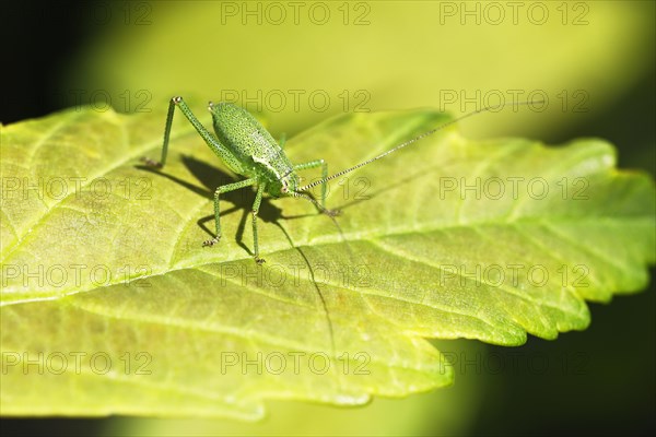 Speckled bush-cricket (Leptophyes punctatissima)