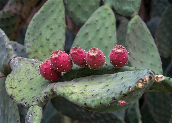 Cactus pear (Opuntia ficus-indica)