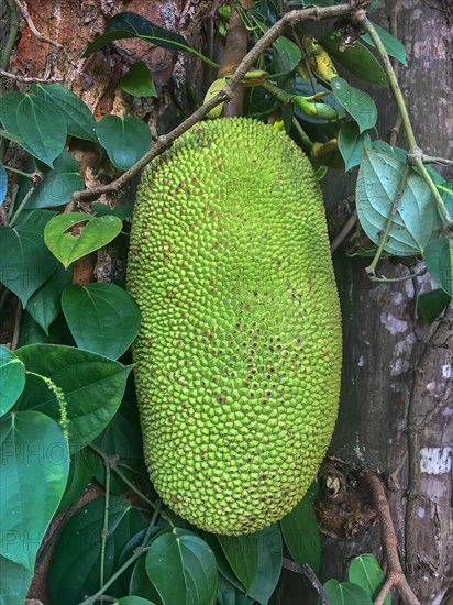 Jackfruit (Artocarpus heterophyllus) on tree