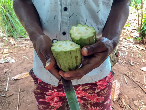 Farm worker holding sliced unripe cocoa fruit with cocoa beans in his hands
