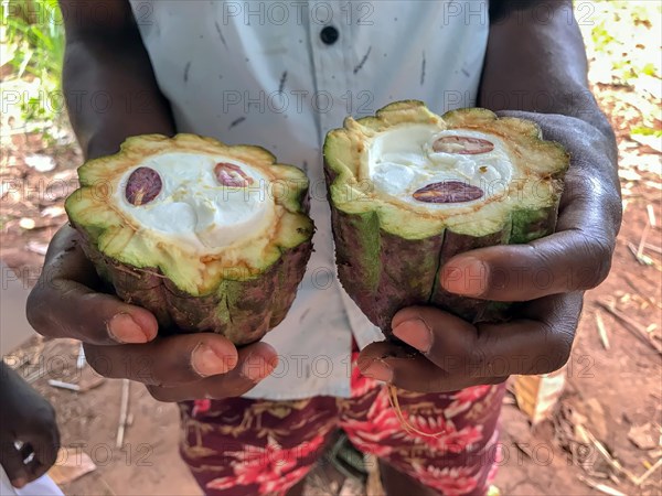 Farm worker holding sliced ripe cocoa fruit with cocoa beans in his hands