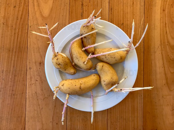 Germinating potatoes