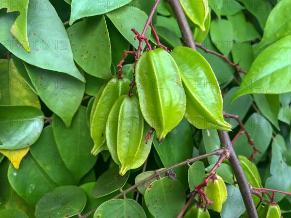 Carambola (Averrhoa carambola) on tree