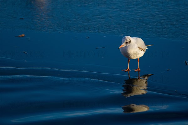 Black-headed Gull (Chroicocephalus ridibundus) on frozen surface at water