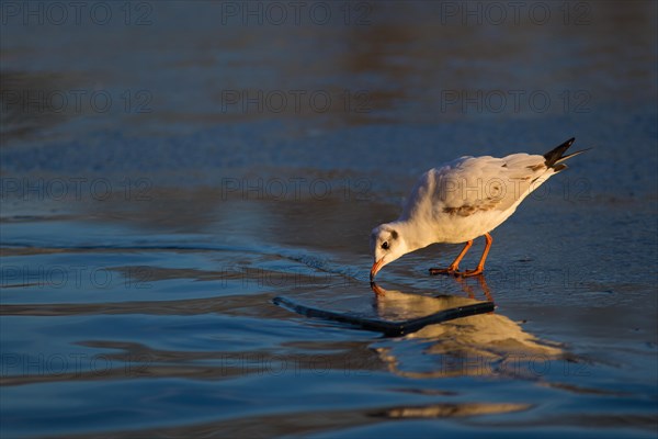 Black-headed Gull (Chroicocephalus ridibundus) on ice surface