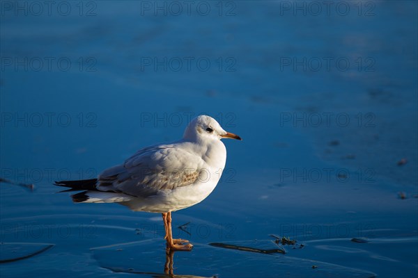 Black-headed Gull (Chroicocephalus ridibundus) on frozen surface