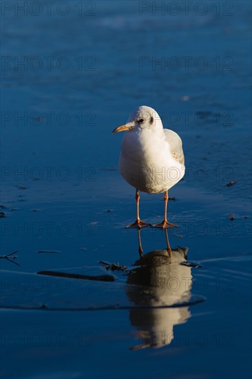 Black-headed Gull(Chroicocephalus ridibundus) on ice surface