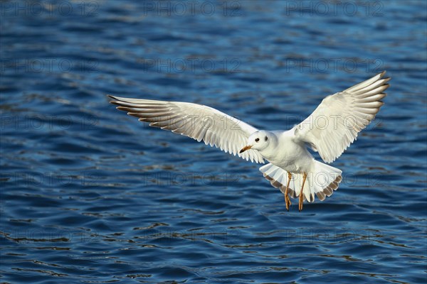 Black-headed Gull (Chroicocephalus ridibundus) in flight