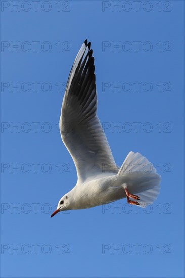 Black-headed gull (Chroicocephalus ridibundus) in flight