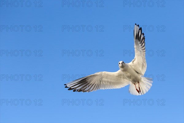 Black-headed gull (Chroicocephalus ridibundus) in flight