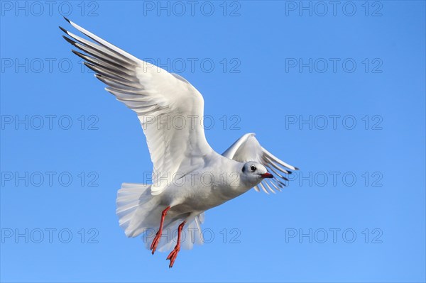 Black-headed gull (Chroicocephalus ridibundus) in flight