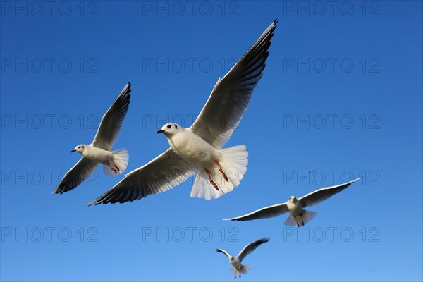 Black-headed gulls (Chroicocephalus ridibundus) in flight