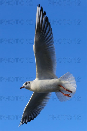 Black-headed gull (Chroicocephalus ridibundus) in flight