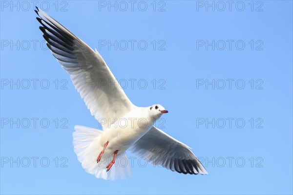 Black-headed gull (Chroicocephalus ridibundus) in flight