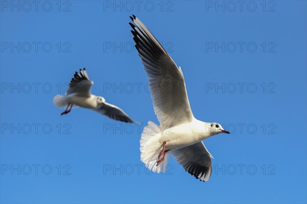 Black-headed gulls (Chroicocephalus ridibundus) in flight