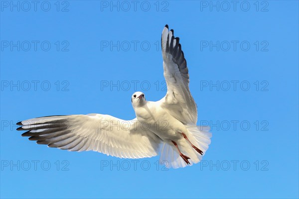 Black-headed gull (Chroicocephalus ridibundus) in flight