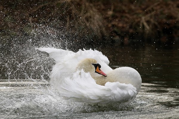 Mute Swan (Cygnus olor)