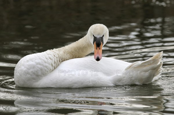 Mute Swan (Cygnus olor)