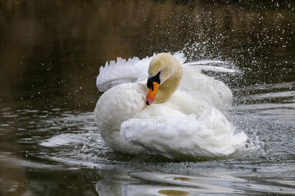 Mute Swan (Cygnus olor)