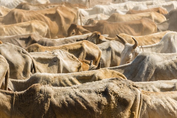 Cow herd