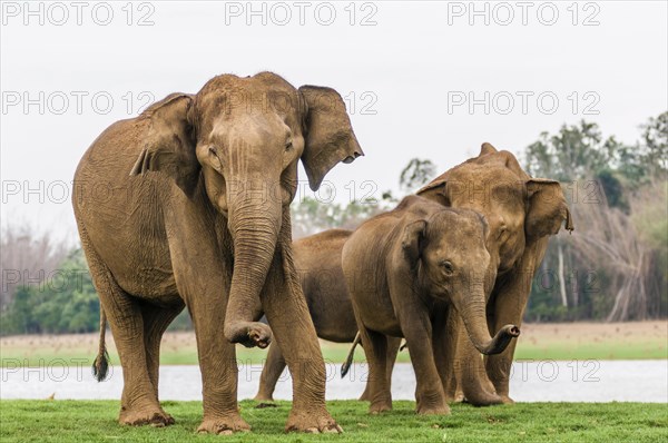 Family of Asian elephants or Indian elephants (Elephas maximus)