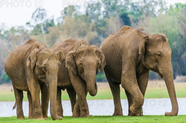 Family of Asian elephants or Indian elephants (Elephas maximus)