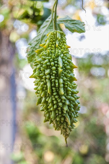 Bitter melon (Momordica charantia) growing in spice garden