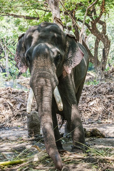 Asian elephant (Elephas maximus) working with chains at elephant sanctuary