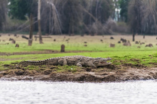 Marsh Crocodile (Crocodylus palustris)