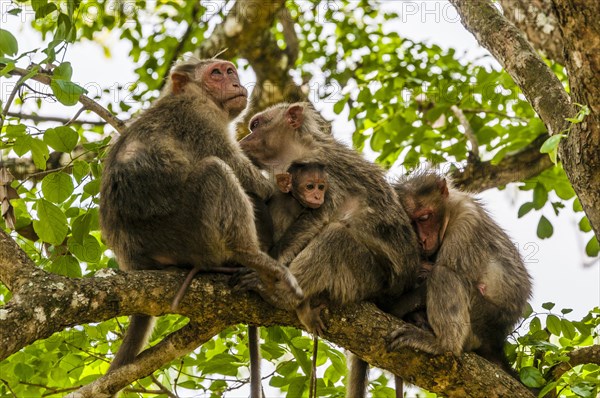 Rhesus macaques (Macaca mulatta) sitting huddled on tree branch