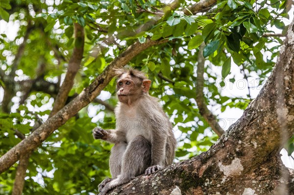 Rhesus macaque (Macaca mulatta) sitting on branch