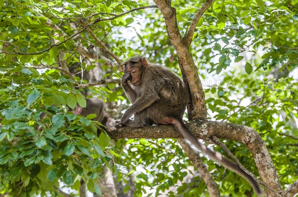 Rhesus macaque (Macaca mulatta) sitting on branch