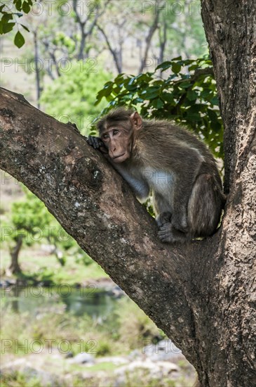 Rhesus macaque (Macaca mulatta) sitting in tree