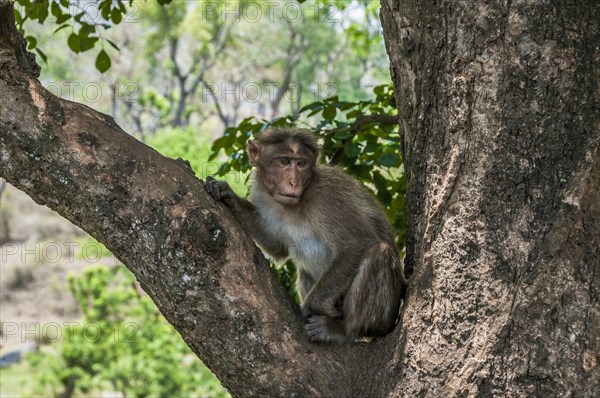 Rhesus macaque (Macaca mulatta) sitting in tree