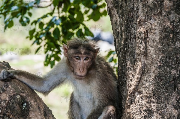 Rhesus macaque (Macaca mulatta) sitting in tree