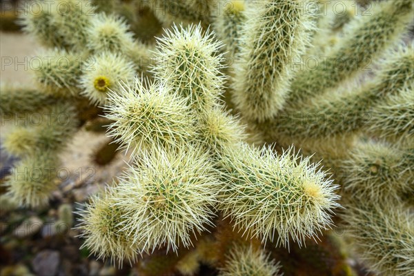 Spiny Teddy-bear cholla (Cylindropuntia bigelovii)