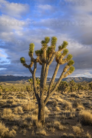 Joshua Trees (Yucca brevifolia) in Evening Light