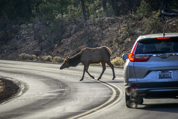 Car brakes on the road