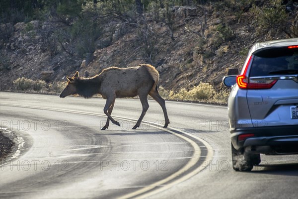 Car brakes on the road