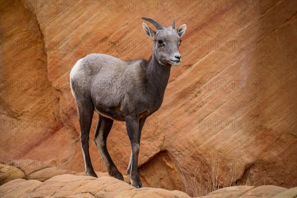 Desert bighorn sheep (Ovis canadensis nelsoni)