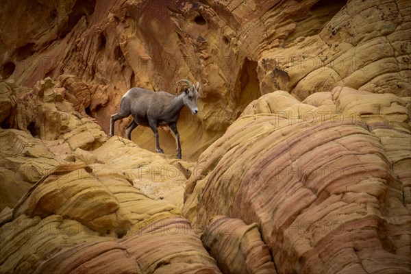 Desert bighorn sheep (Ovis canadensis nelsoni)