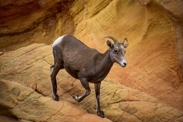 Desert bighorn sheep (Ovis canadensis nelsoni) climbs between red sandstone rocks