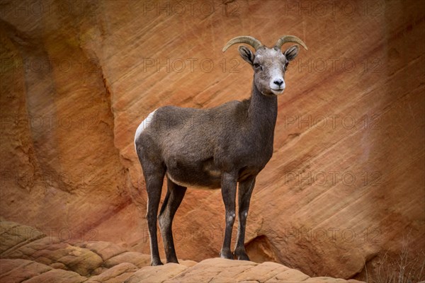 Desert bighorn sheep (Ovis canadensis nelsoni)