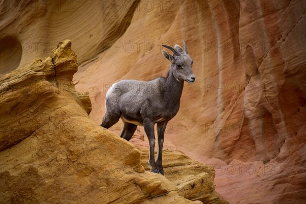 Desert bighorn sheep (Ovis canadensis nelsoni)