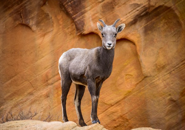 Desert bighorn sheep (Ovis canadensis nelsoni)