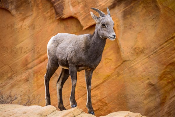 Desert bighorn sheep (Ovis canadensis nelsoni)