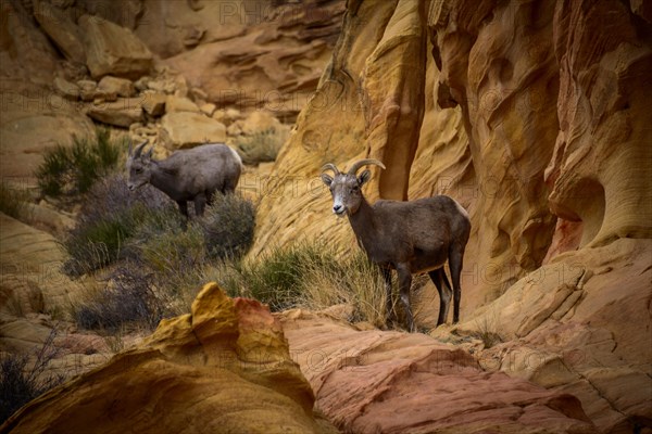 Desert bighorn sheeps (Ovis canadensis nelsoni)