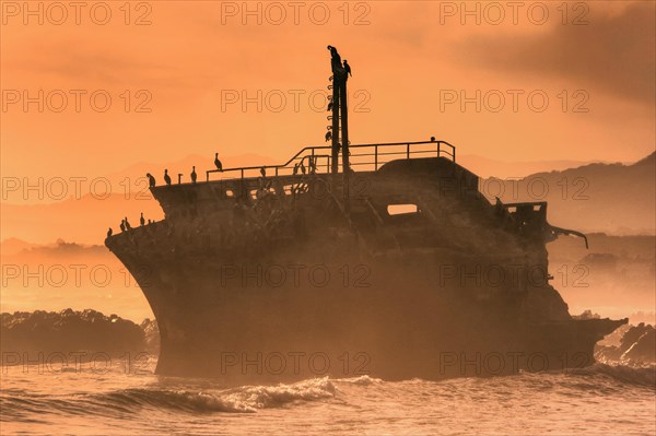Cormorants atop shipwreck