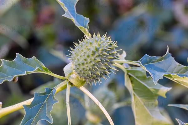 Jimson Weed (Datura stramonium)